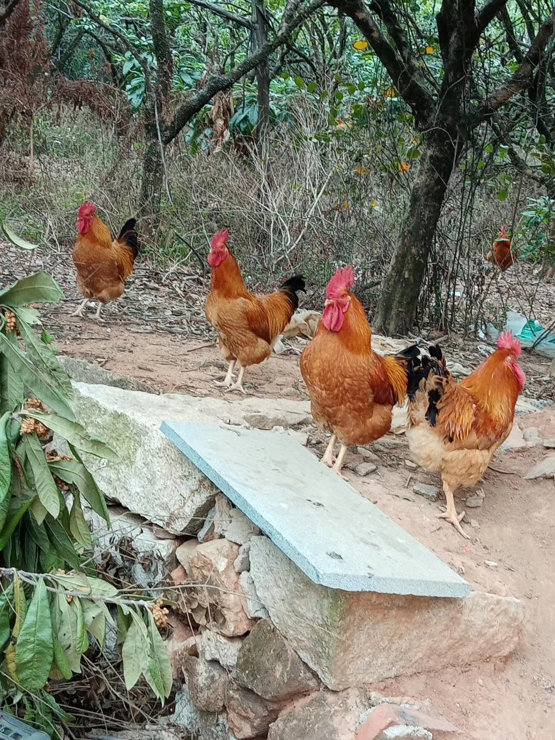 本地土公鸡，生态养殖，全省包邮