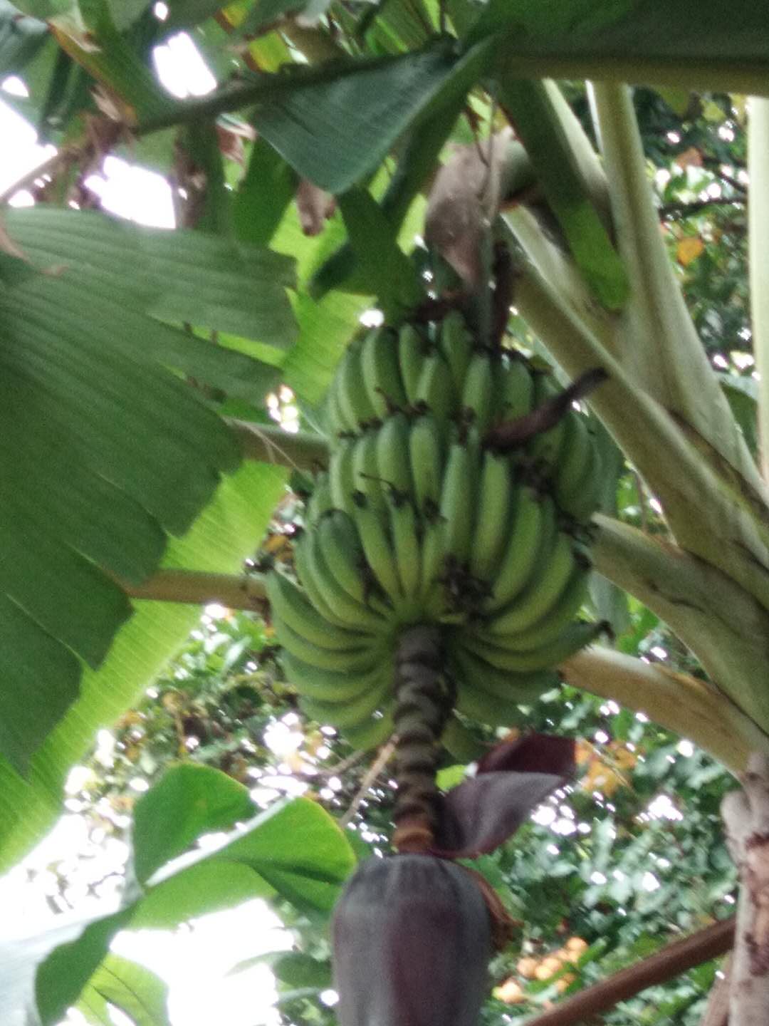 香蕉(图2)